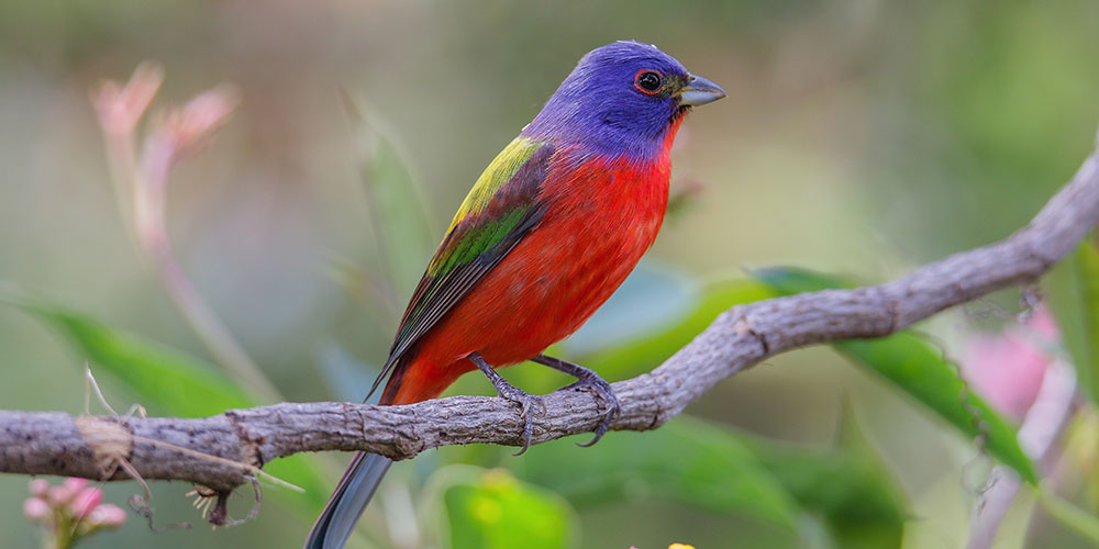 Indigo Bunting. Julie Torkomian/Audubon Photography Awards