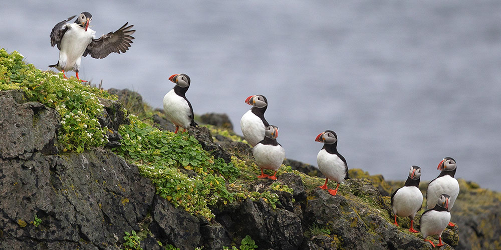 Atlantic Puffins. Bonnie Block/Audubon Photography Awards