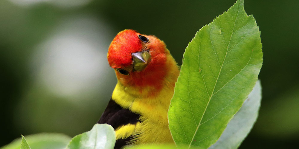 Western Tanager. Janet Stevens/Audubon Photography Awards