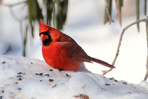 Northern Cardinal. Bette Parette/Great Backyard Bird Count