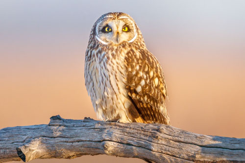 Short-eared Owl. Jerry am Ende/Audubon Photography Awards