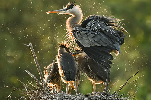 Great Blue Heron with nestlings. Pamela Underhill Karaz/Audubon Photography Awards