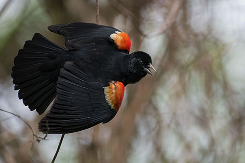 Red-winged Blackbird. Ray Whitt/Audubon Photography Awards